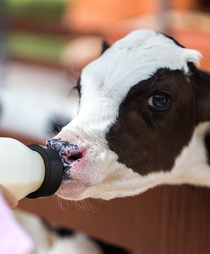 Calf drinking a milk replacer from a bottle