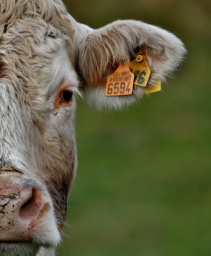 Blond cow in a field